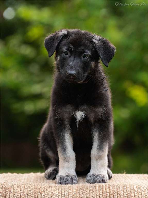 Собаки в других городах Самарской области: Девочка ВЕО Девочка, 60 000 руб. - фото 2