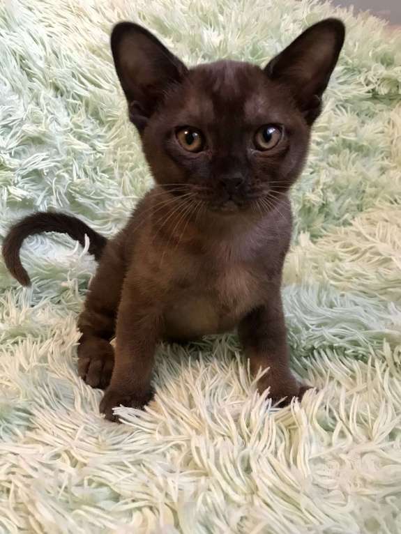 Кошки в Курске: Котята Европейской бурмы Мальчик, 55 000 руб. - фото 4