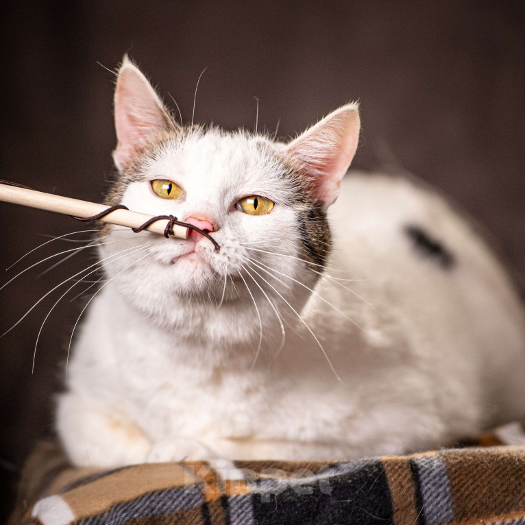 Кошки в Клине: Жорж — большой добряк Мальчик, Бесплатно - фото 6