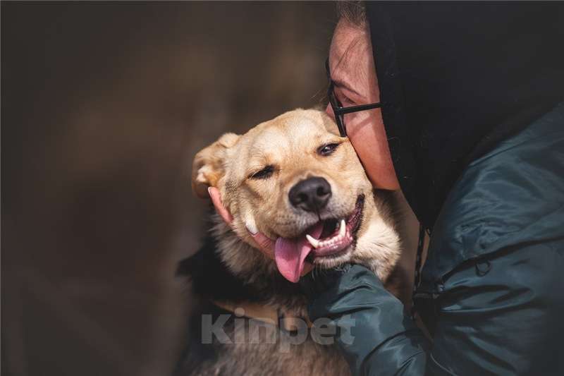 Собаки в Москве: Чудесный пёс Дэнвер в добрые руки. Мальчик, Бесплатно - фото 3