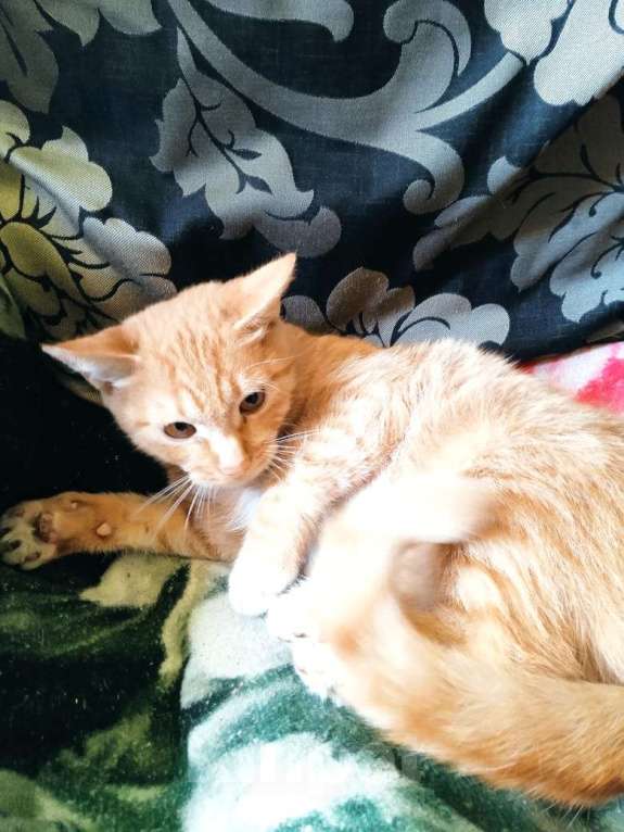 Кошки в Красногорске: Маленькая Стеша 4,5 месяца очень ждет родителей  Девочка, Бесплатно - фото 3