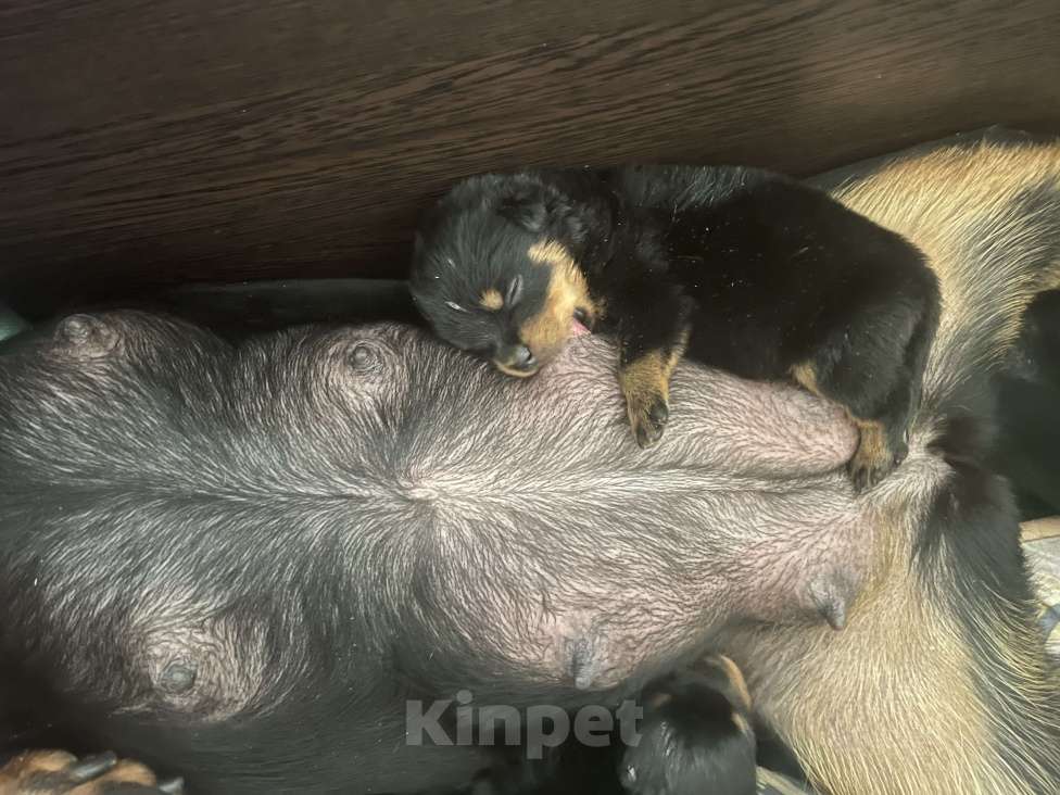 Собаки в Санкт-Петербурге: Щенки ротвейлера, рожд. 25.03.26 Разнополые, 60 000 руб. - фото 4