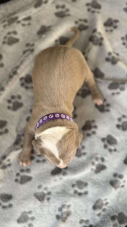 Собаки в Санкт-Петербурге: Мальчик пирожок Мальчик, 40 000 руб. - фото 6