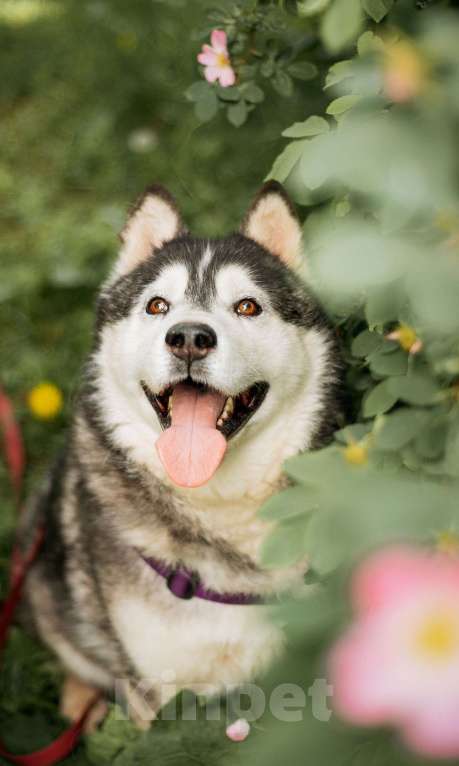 Собаки в Москве: Канзи ищет дом Мальчик, Бесплатно - фото 1