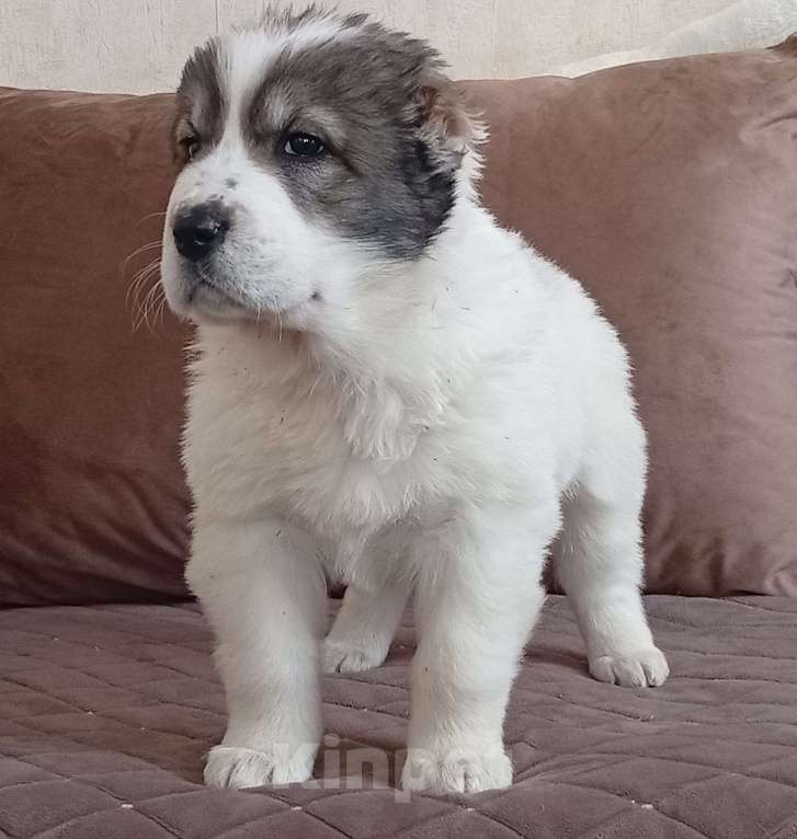 Собаки в Печоре: Девочка САО Девочка, 30 000 руб. - фото 4