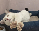 Кошки в Москве: Котенок -подросток в добрые руки Мальчик, Бесплатно - фото 3