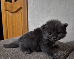 Кошки в Армавире: Продаю умных здоровых котят. Девочка, 5 000 руб. - фото 8