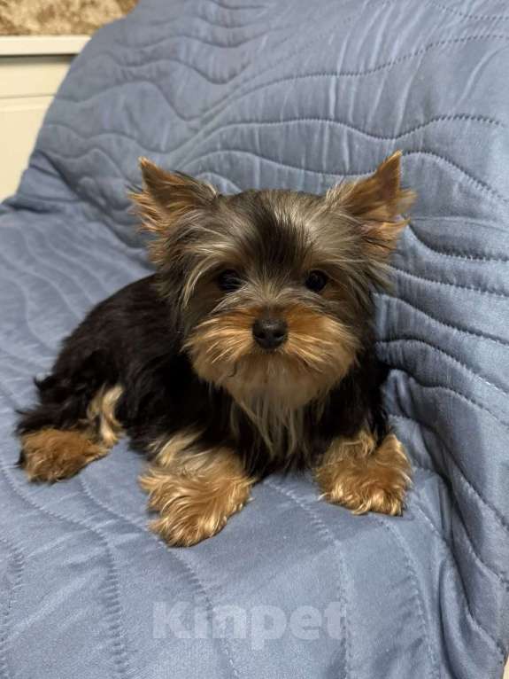 Собаки в Жуковском: Миниатюрная девочка йорка Девочка, 40 000 руб. - фото 1