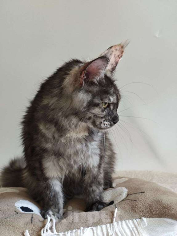 Кошки в Чайковском: Девочка Мейн кун.  MCO окрас- fs (дымная черепаха ) Девочка, 35 000 руб. - фото 4