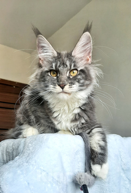 Кошки в Краснодаре: Котенок мейн-кун Девочка, 38 000 руб. - фото 2