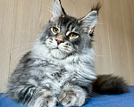 Кошки в Нягани: Кот мейн кун Мальчик, 35 000 руб. - фото 2
