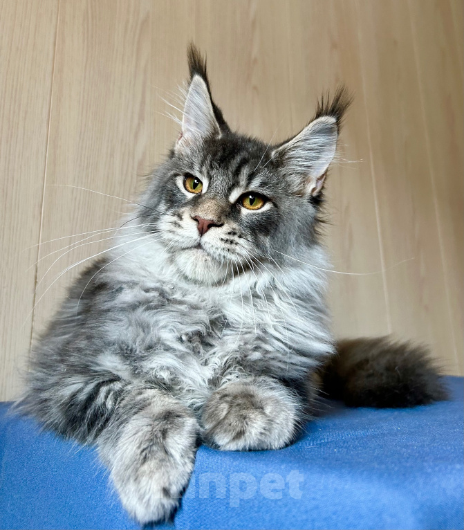Кошки в Нягани: Кот мейн кун Мальчик, 35 000 руб. - фото 2