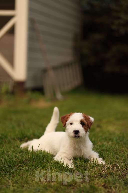 Собаки в Москве: Девочка джек рассел терьер Девочка, 30 000 руб. - фото 5