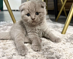 Кошки в Батайске: Наш любимчик 😻  Мальчик, Бесплатно - фото 5