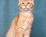 Кошки в Мытищах: Котенок Мейн-кун Мальчик, 40 000 руб. - фото 6