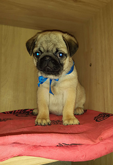 Замир Сибирский Эликсир 