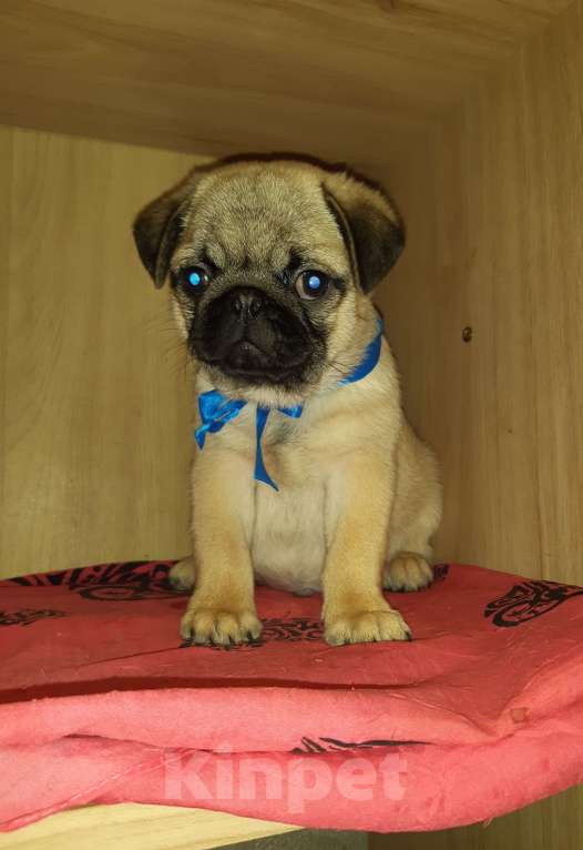 Собаки в Новосибирске: Замир Сибирский Эликсир  Мальчик, 45 000 руб. - фото 1