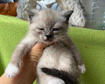 Кошки в Москве: Котята ищут дом Мальчик, Бесплатно - фото 3