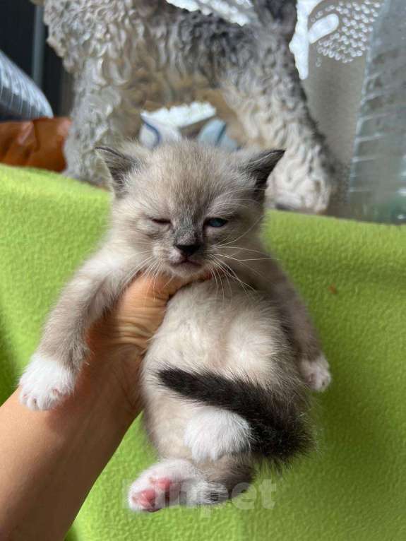 Кошки в Москве: Котята ищут дом Мальчик, Бесплатно - фото 3