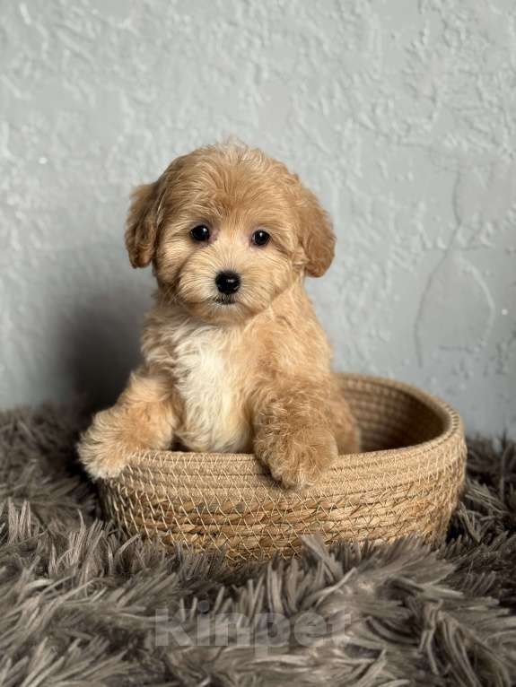 Собаки в Новосибирске: Щенок мальтипу девочка Девочка, 80 000 руб. - фото 3