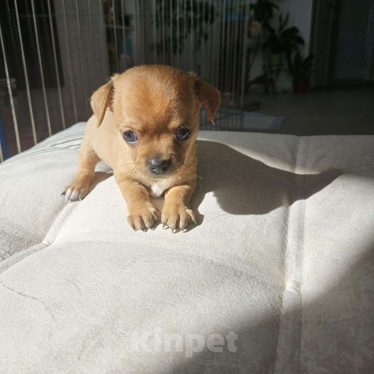 Собаки в Кирове: Девочка мини чихуахуа 2 Девочка, 20 000 руб. - фото 3