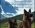 Собаки в Иркутске: Немецкая овчарка длинношерстная Мальчик, 50 000 руб. - фото 6