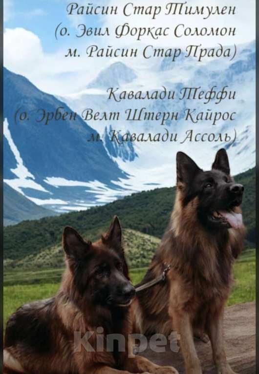 Собаки в Иркутске: Немецкая овчарка длинношерстная Мальчик, 50 000 руб. - фото 6