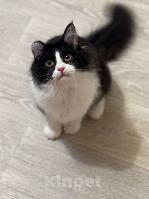 Кошки в Москве: Роскошный Винсент в поисках семьи Мальчик, Бесплатно - фото 1