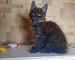 Кошки в Воронеже: Котенок мейн-кун Мальчик, 50 000 руб. - фото 2