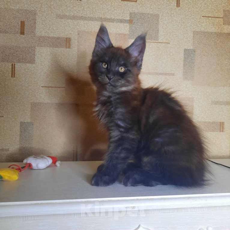 Кошки в Воронеже: Котенок мейн-кун Мальчик, 50 000 руб. - фото 2