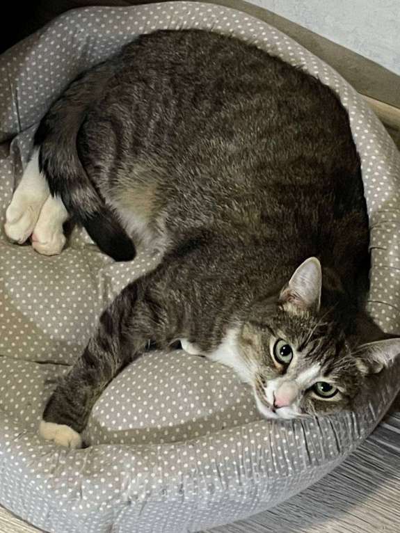 Кошки в Рязани: 🌟 ПОМОГИТЕ НАМ НАЙТИ НОВЫЙ ДОМ ДЛЯ ВАШЕГО КОТА! 🌟 Мальчик, Бесплатно - фото 2