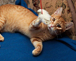Кошки в Москве: Рыжий котенок-подросток Лео в добрые руки Мальчик, Бесплатно - фото 2
