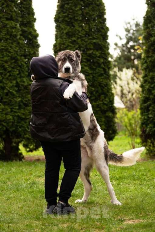 Собаки в Москве: Кавказский волкодав в добрые руки. Мальчик, Бесплатно - фото 2