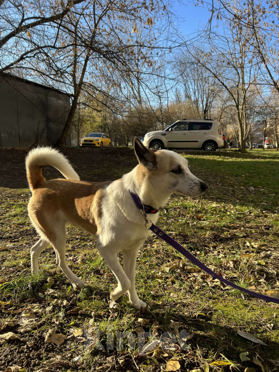 Собаки в Москве: Берта ищет дом Девочка, Бесплатно - фото 9