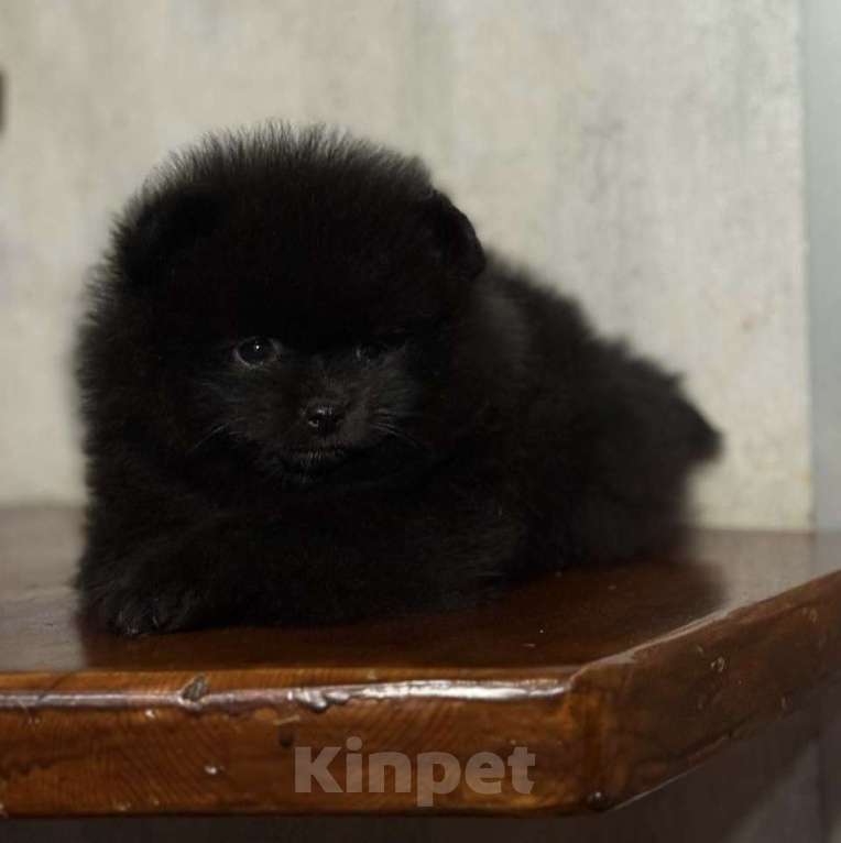 Собаки в Ульяновске: Мини мишки Девочка, 35 000 руб. - фото 2