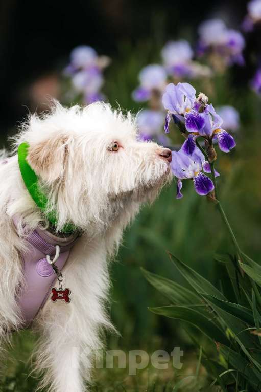 Собаки в Москве: Очаровательный белый пёсик Банди в дар Мальчик, 1 руб. - фото 3