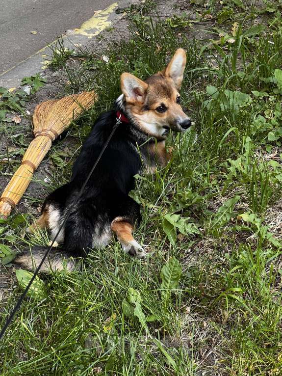 Собаки в Люберцах: В хорошие руки Девочка, 29 000 руб. - фото 6