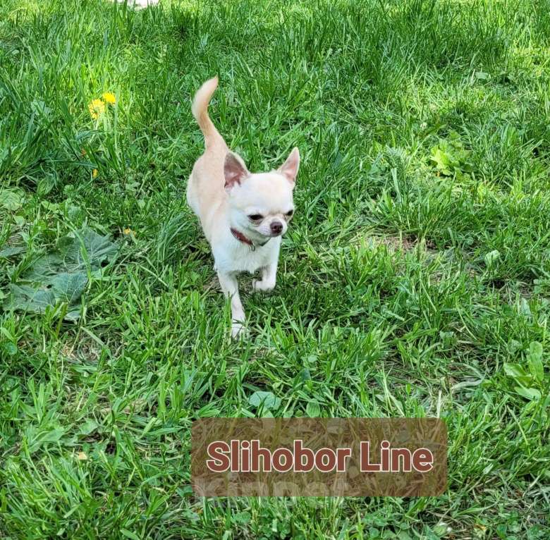 Собаки в Москве: Кобель Чихуахуа для вязки Мальчик, Бесплатно - фото 6