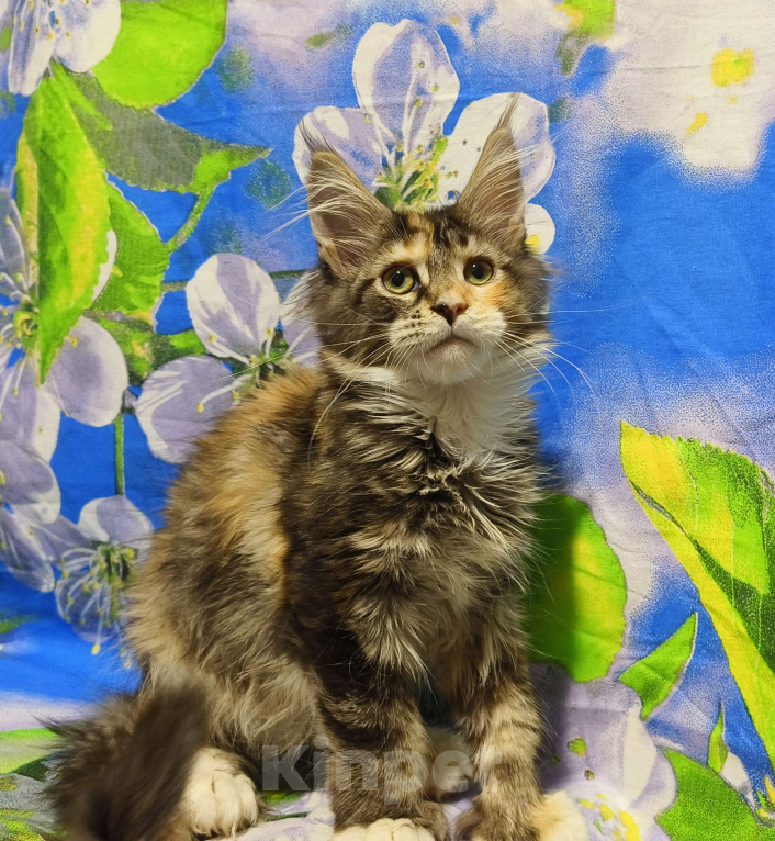 Кошки в Москве: Котёнок Мейн-кун Полидакт Девочка Девочка, 90 000 руб. - фото 5