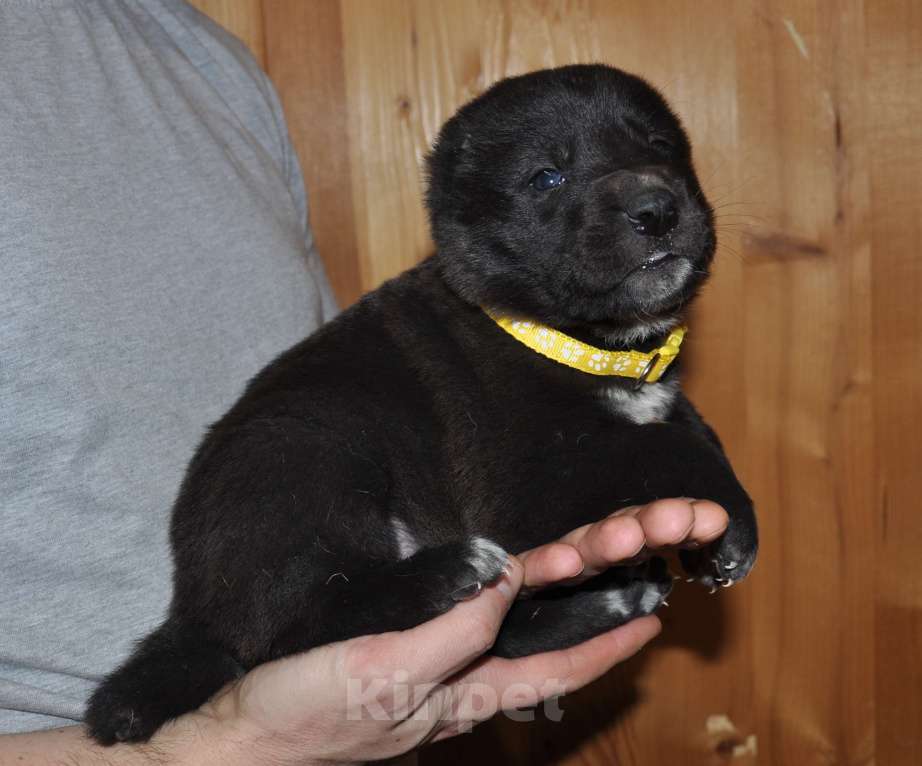 Собаки в Новосибирске: Щенок алабая (среднеазиатской овчарки) Девочка, 50 000 руб. - фото 1