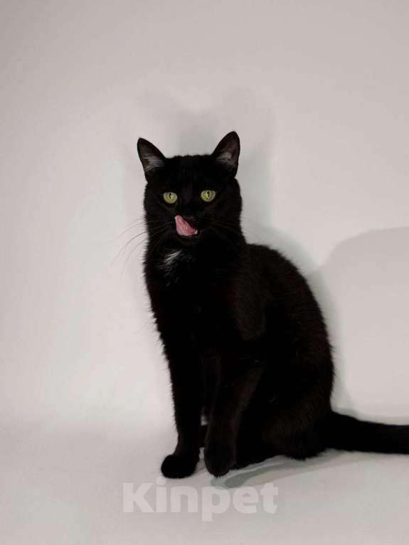 Кошки в Балашихе: Пуговка Девочка, Бесплатно - фото 2