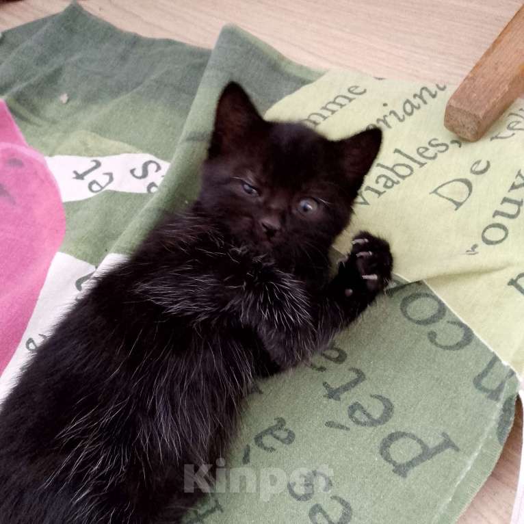 Кошки в Новокубанске: Черные котята, приносящие Удачу! Мальчик, 1 руб. - фото 4