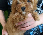 Собаки в других городах Воронежской области: Продажа щенков Мальчик, Бесплатно - фото 1