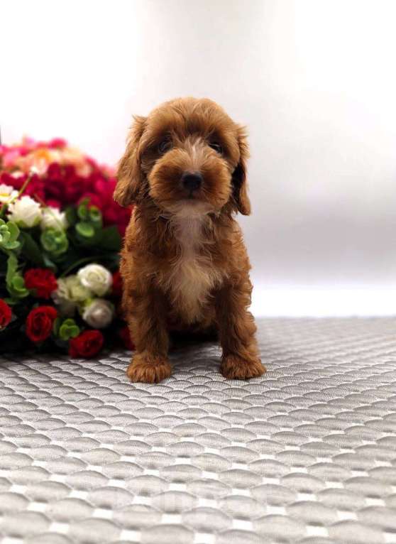 Собаки в Новосибирске: Щенки пуделя Разнополые, Бесплатно - фото 9