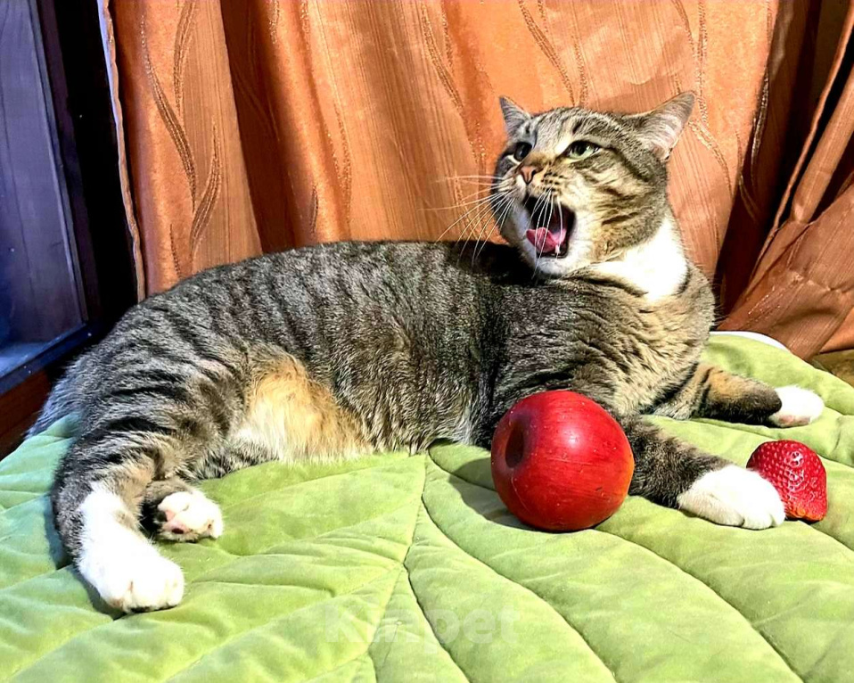 Кошки в Королеве: Котик Элвис ищет дом Мальчик, Бесплатно - фото 7