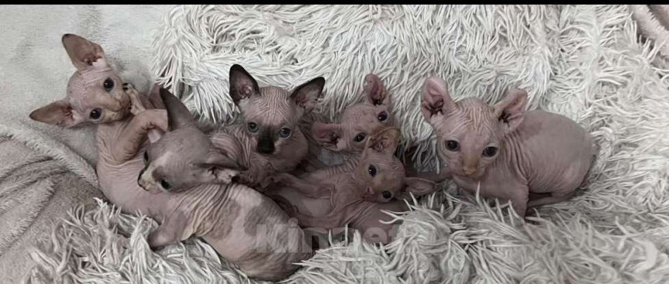 Кошки в Смоленске: Канадский сфинкс Мальчик, 10 000 руб. - фото 10