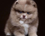 Собаки в Краснодаре: Померанский шпиц Мальчик, 50 000 руб. - фото 3