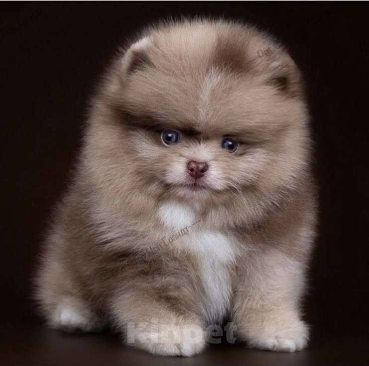 Собаки в Краснодаре: Померанский шпиц Мальчик, 50 000 руб. - фото 3