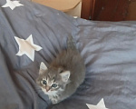 Кошки в Калуге: Котенок Девочка, Бесплатно - фото 2