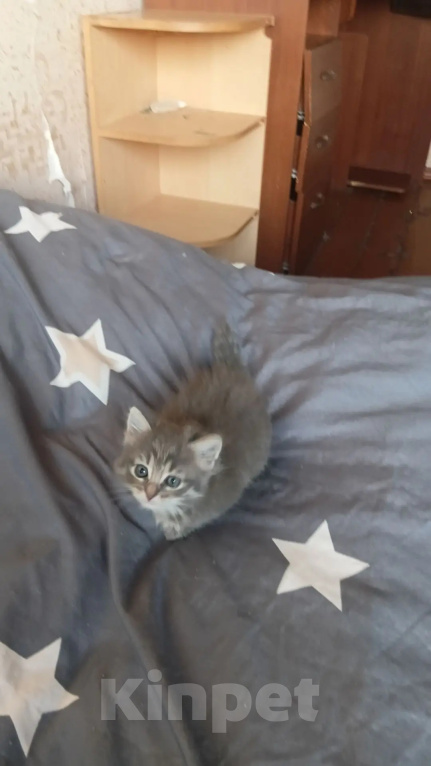 Кошки в Калуге: Котенок Девочка, Бесплатно - фото 2